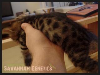 F5 SBT Savannah Kitten mit Video