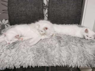 Maine Coon Kitten in Schneeweiß