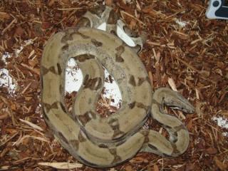 Ghost - Boa Constrictor Imperator