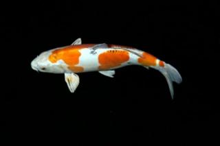 Koi AA High Quality bis 55cm / Fa. Fördefisch