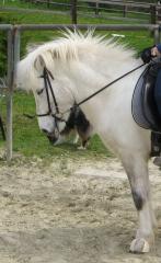 Biete Reitbeteiligung an tollem Freizeitpferd i. R. Düsseldorf