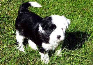 Tibet-Terrier-Welpen zu verkaufen