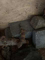 Leopardgecko Weibchen