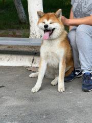 Japanische Akita-inu Hündin