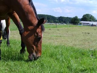 Offenstall in Radevormwald frei Auch für mehrere Pferde/Ponys