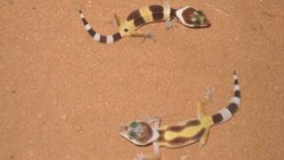 Leopardgeckonachwuchs abzugeben