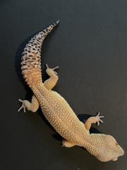 Leopardgecko Weibchen