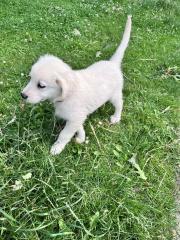 Goldene Retriever sucht neue zu Hause