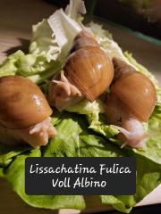 Lissachatina Fulica White Jade oder Vollalbino