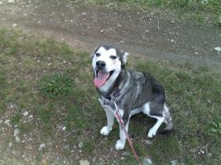 Junge Sieberian Husky Hündin zu Verkaufen