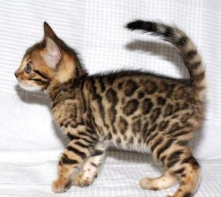 BENGAL KATER / Zuchtqualität