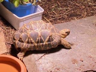 Burma Sternschildkröte Männchen geboren 2020