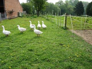 Verkaufe meine Gänse.