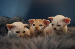 Devon rex Babys, die Eltern sind getestet auf gen Erbkrankheiten