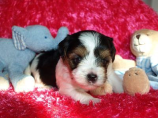 Biewer Yorkshire Terrier mit Papiere