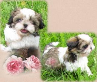 Shih Tzu