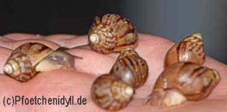 Achatina immaculata - wunderschöne Achat Schnecken Nachzucht