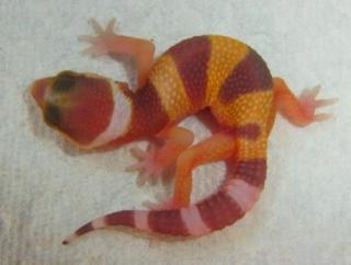 Leopardgeckos aus 2021 von MT-Reptilez