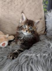 Wunderschöne reinrassige Maine Coon Kitten