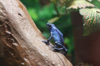 4 Dendrobates Azureus im Alter von 1- 1 1/2 Jahren abzugeben