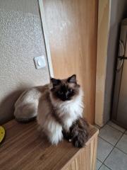 2 ragdoll mädels suchen ihr dosenöfner Platz vor preis