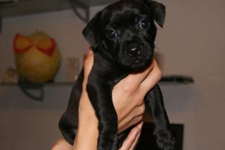 Patterdale Terrier