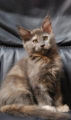 Super tolle Maine Coon Kitten in Klasse Farben