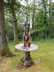 Malinois Rocky