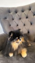 Pomeranian Black Tan Weibchen