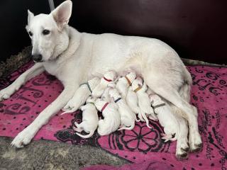 Weiße Schweizer Schäferhund Welpen