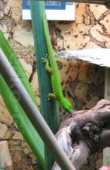 1. 0 Phelsuma astriata astriata - DNZ 07/2010