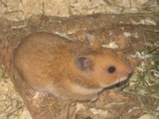 Hamsterkind möchte ihr Herz erobern