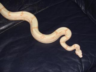 1. 0 boa c. imperator sunglow