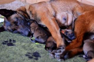 Belgischer Schäferhund Malinois