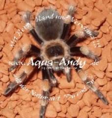 Vogelspinnen - Brachypelma Böhmei - Brachypelma Annitha - Brachypelma Emilia -