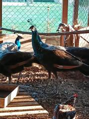 Spalding Pfauen Hähne, Hennen Pfau