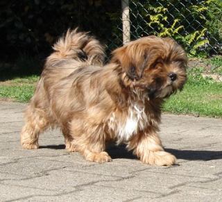 Lhasa Apso Liebhaberzucht VDH zeitw. Welpen zur Adoption