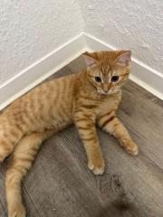 Liebevoller 5 Monate alter Kater sucht neues Zuhause