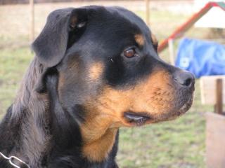 Rottweiler Züchter vom Sielener Land