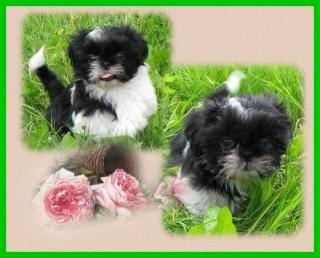 Shihtzu klein und fein