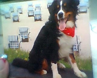 Deckrüde Berner Sennenhund aus Hamm/NRW