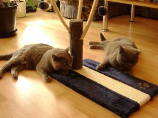 2 Kartäuser Katzen suchen neues zu Hause