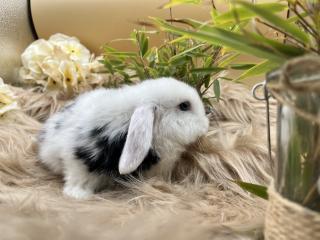 Minilop-Zwergwidder-Mini Lop-Zwergkaninchen-Tierversand möglich