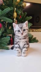 BKH Britisch Kurzhaar Kitten silber tabby Whiskas mit Stammbaum