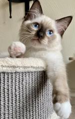 Ragdoll Kitten mit Stammbaum -Abgabebereit -