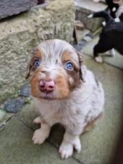 Australian Shepherd Welpen