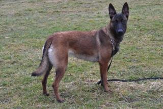 Wunderschöne 1 jähr. Malinois Hündin