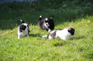 Wundervolle Zuckerschnuten Chihuahua Welpen