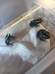 Dendrobates tinctorius nominat 0. 3