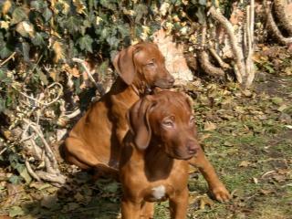 Rhodesian Ridgeback Welpen